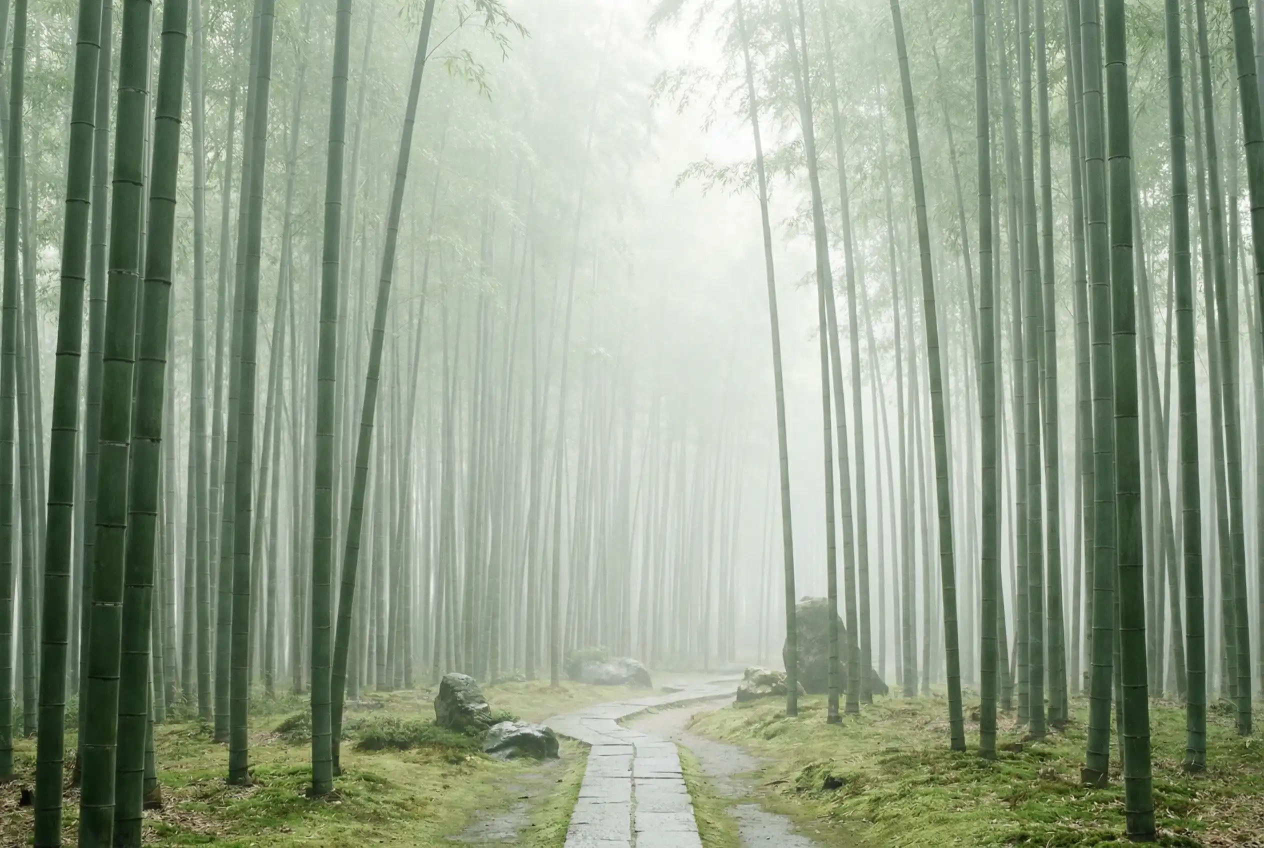 彩票网站 自然恩赐计划竹林背景