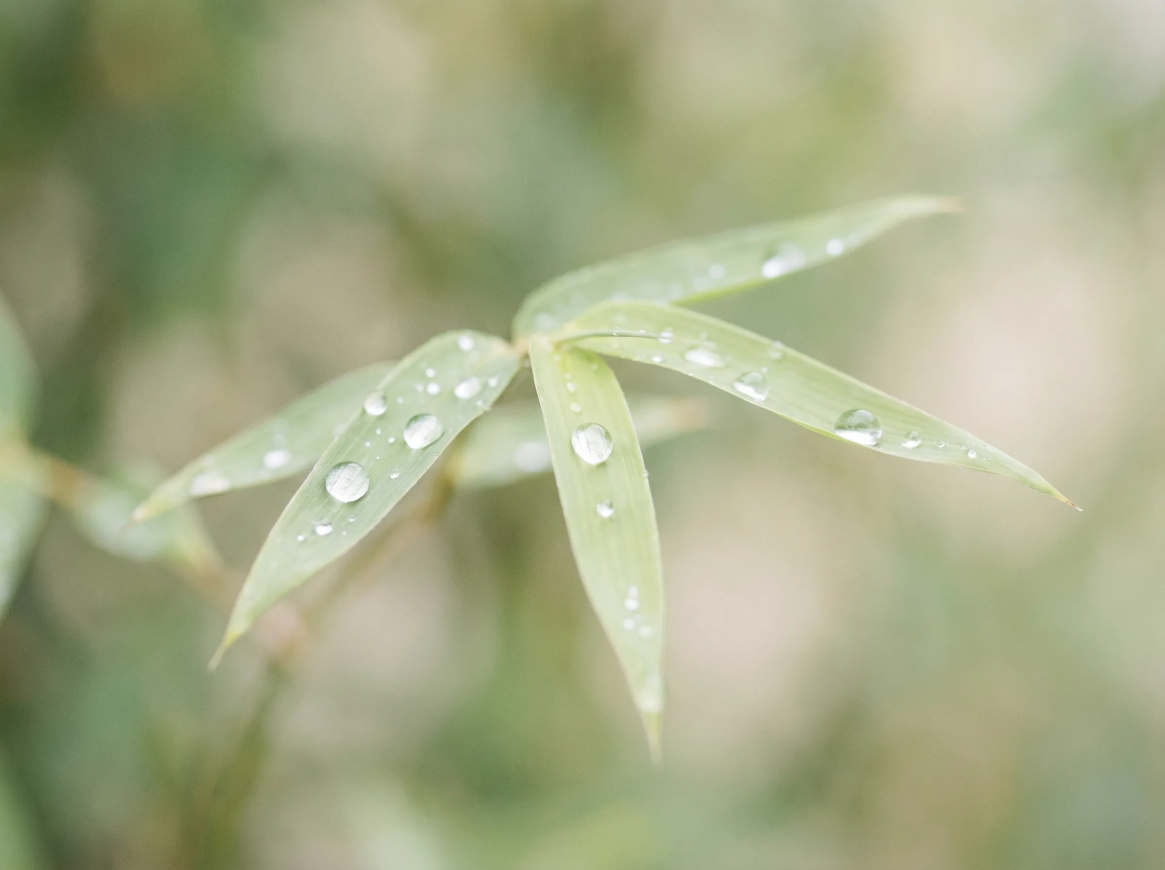 彩票网站 六大推演沙盘竹叶装饰